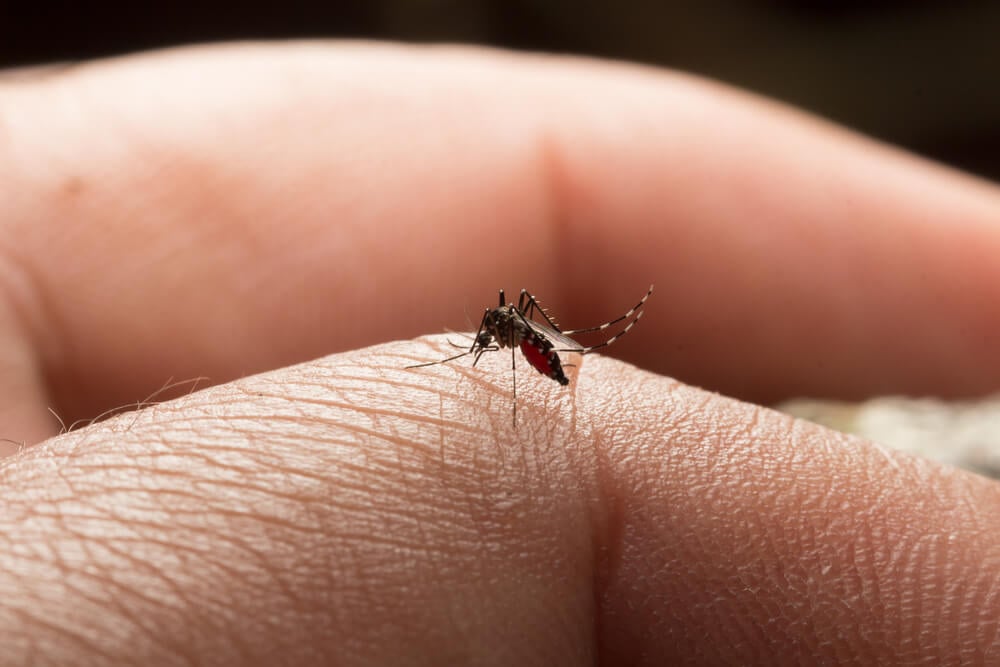 Komáři přenáší řadu nemocí. Nepodceňuj proto ochranu!