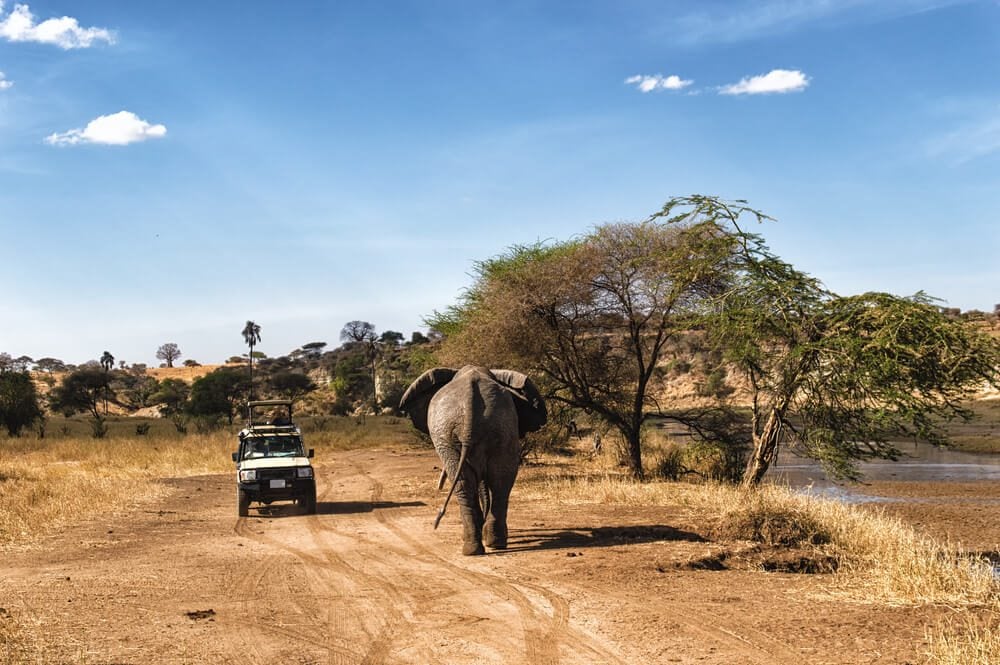 Slon v safari