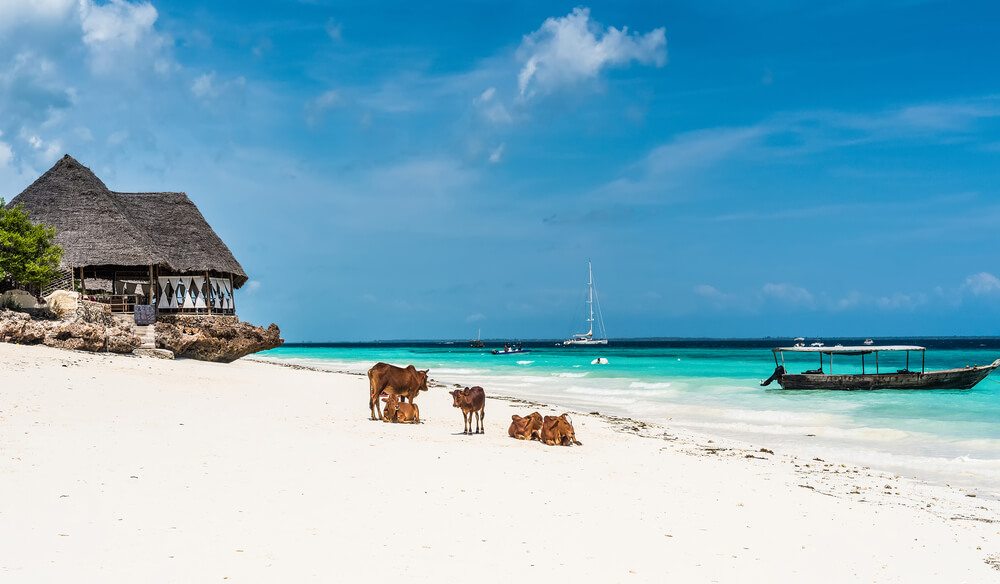 Krávy na pláži - Zanzibar