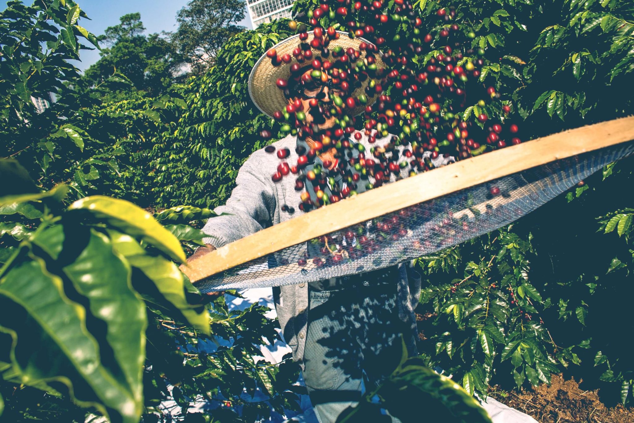 Sklízení kávových bobů v brazílii