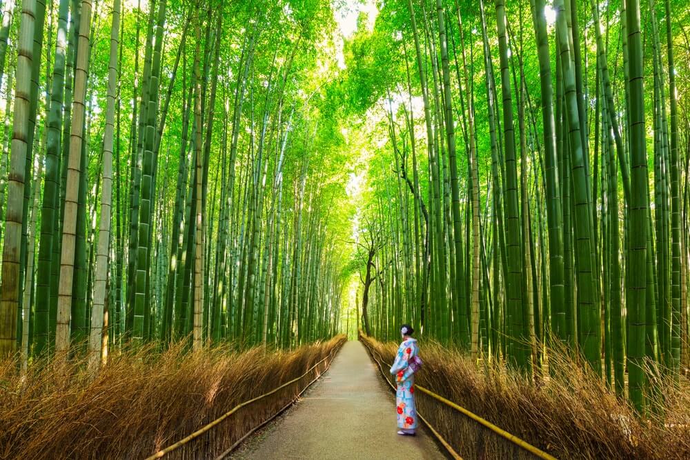 Žena stojící na lávce v bambusovém lese