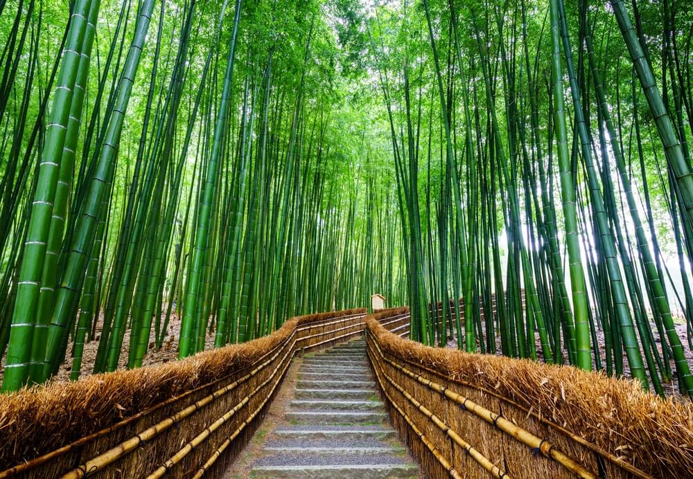 Lávka skrz bambusový les