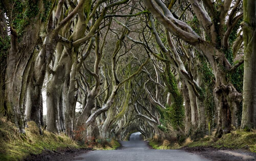 Alej Dark Hedges