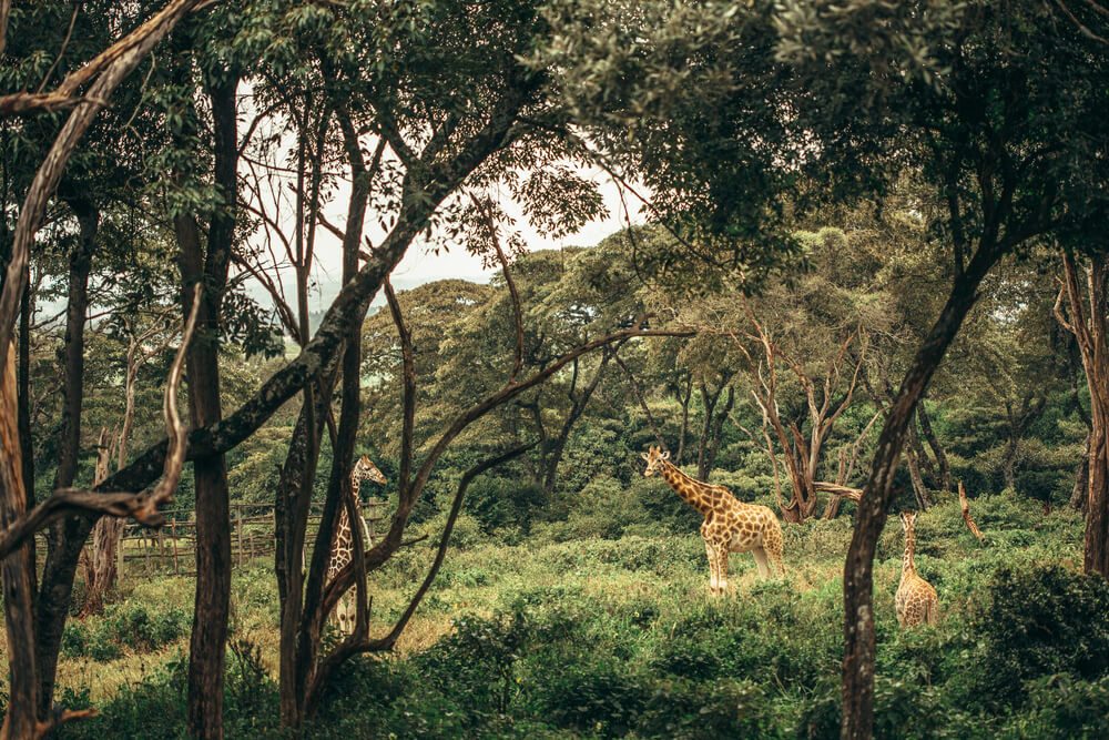 Lesnatá savana v Keni