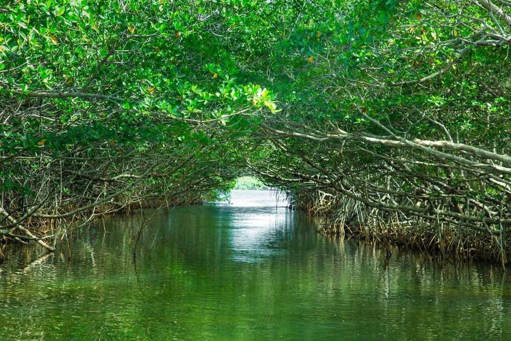 Floridské mangrovy