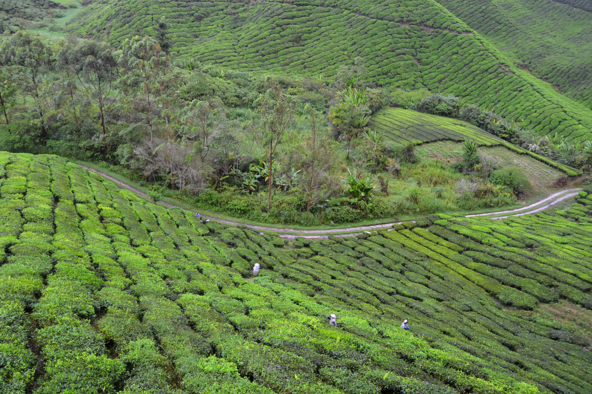 Silnice v čajových plantážích.