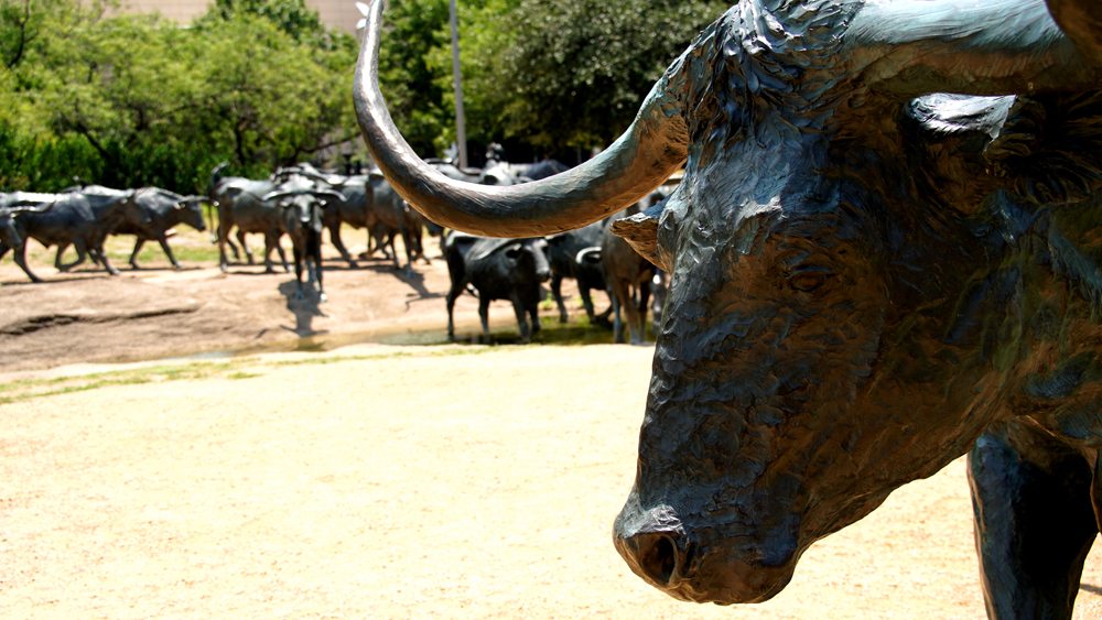 Sochy býků v centru Dallasu.