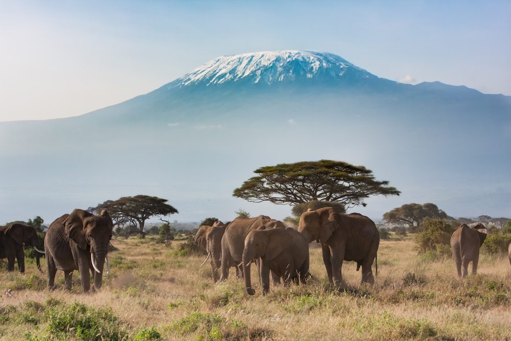 Sloni v Keni