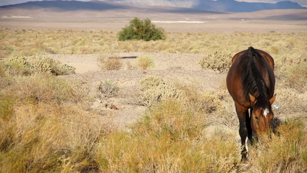 Kůň volně pasoucí se v křovinatých prériích.