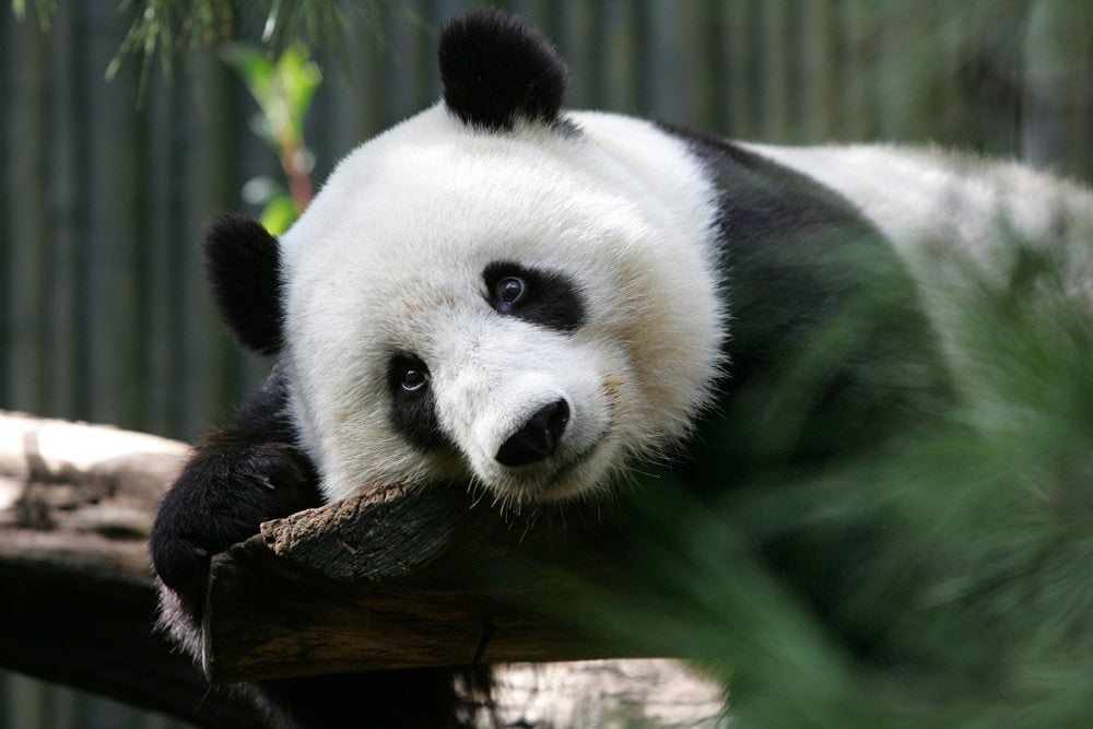 Panda velká v San Diego Zoo.
