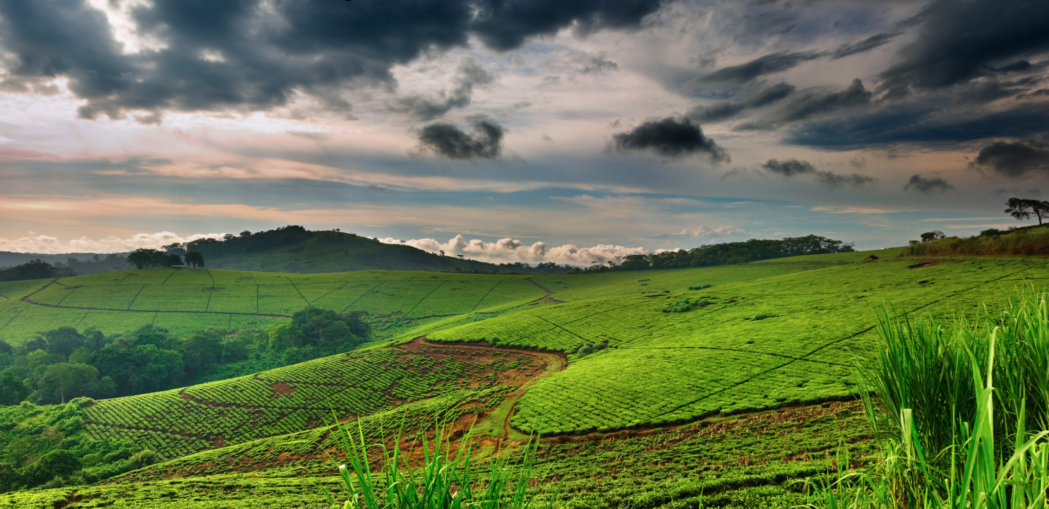 čajové plantáže v Ugandě