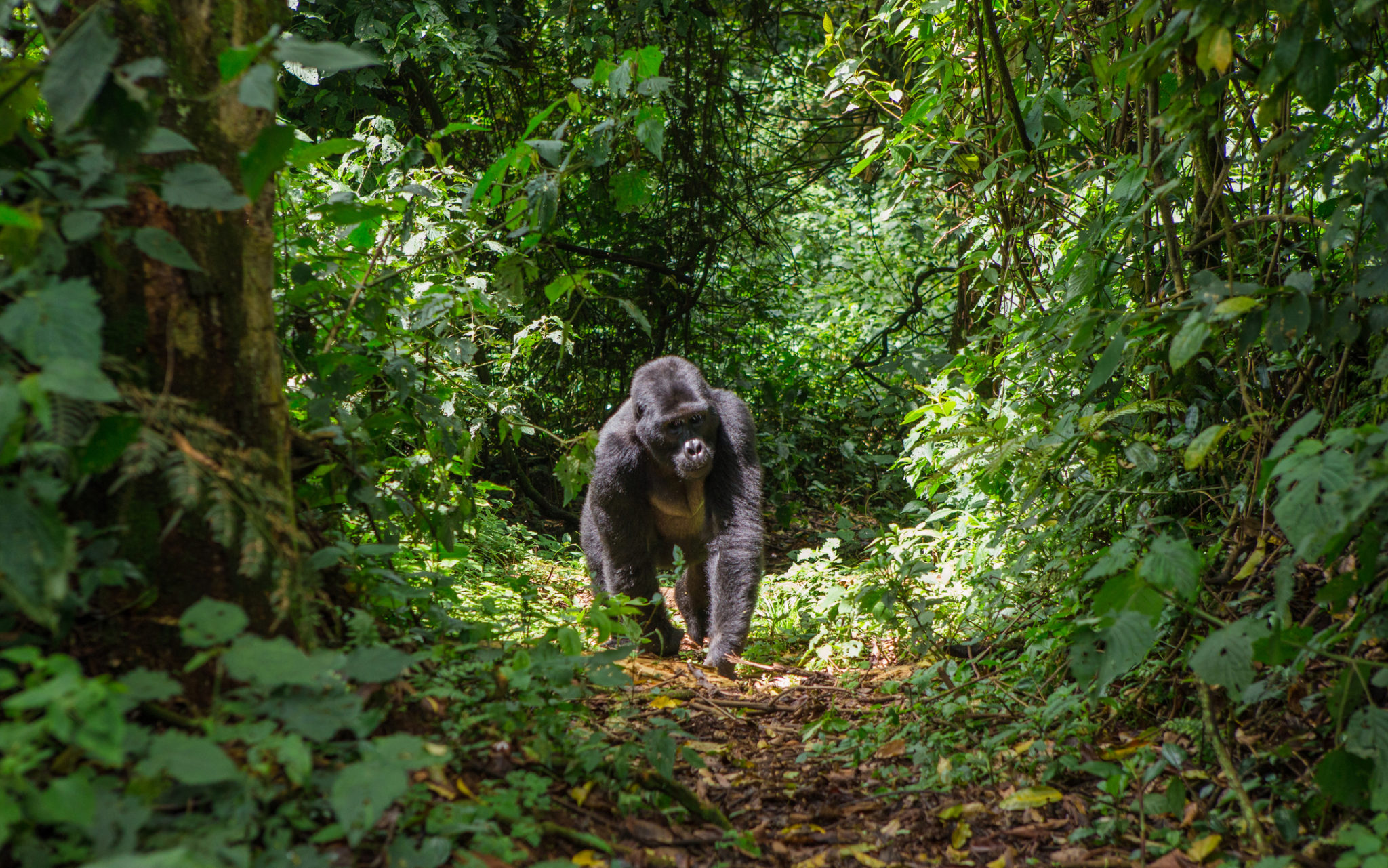 Gorila v pralese