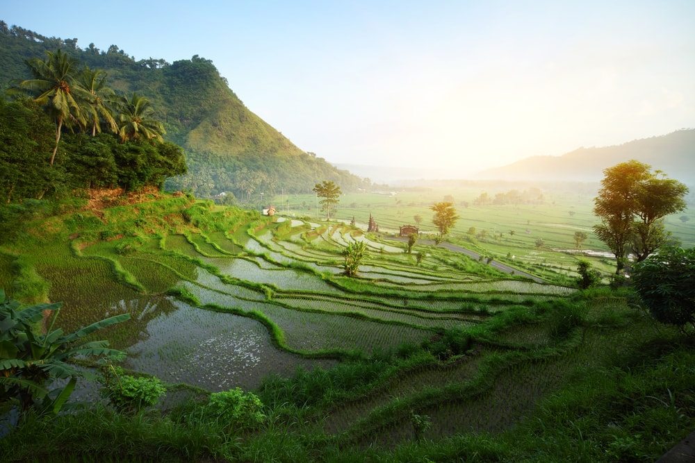 Rýžová pole na Bali