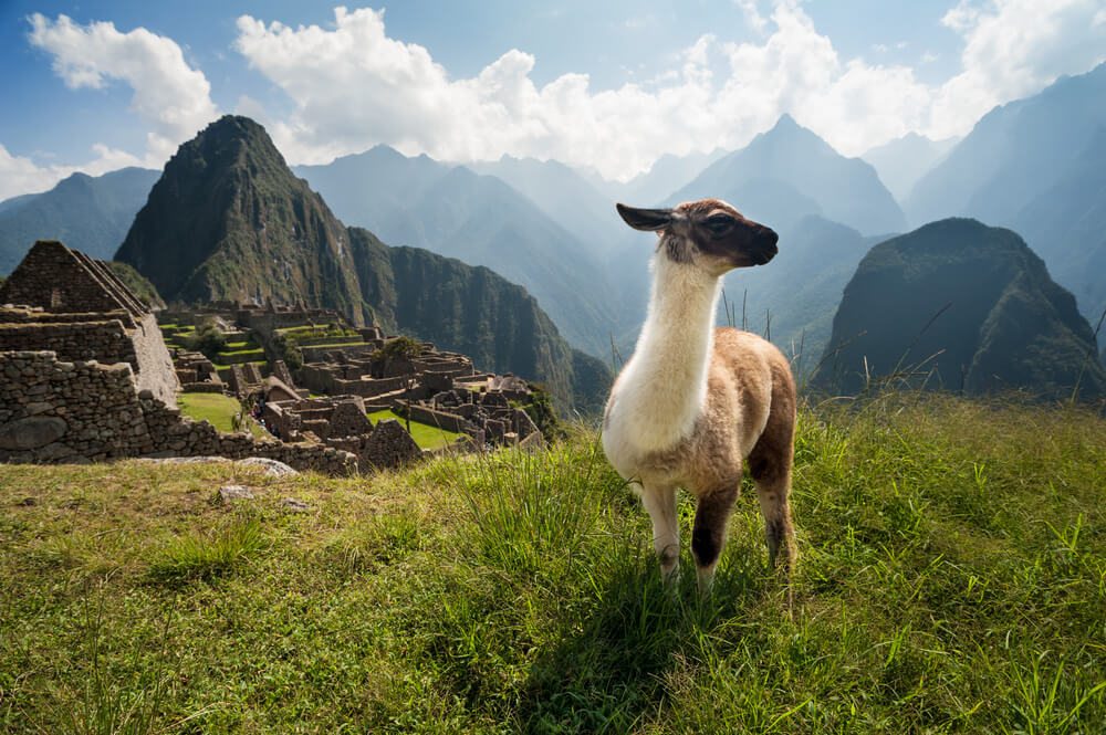 Lama v Peru