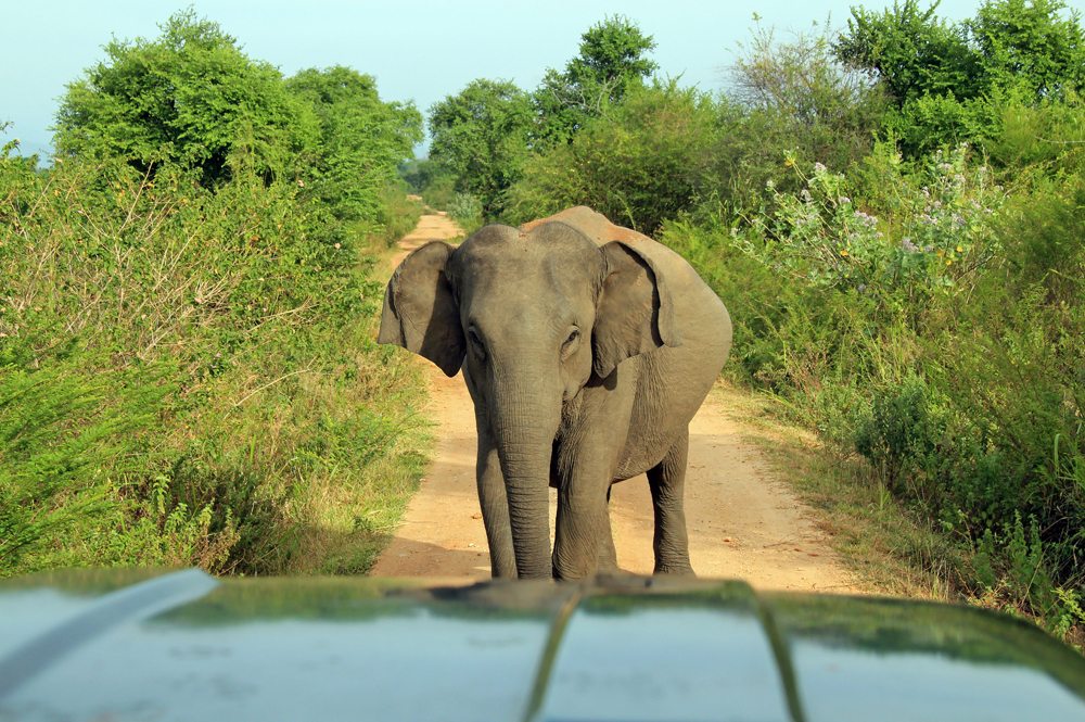 Slon blokující cestu autu.