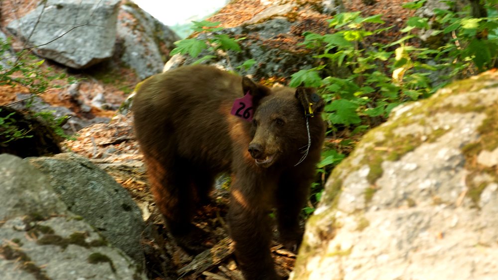 Medvěd v NP Yosemite.
