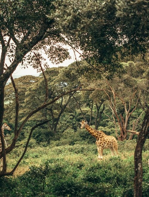 Žirafa v Keni