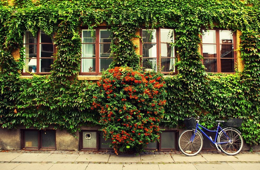Zarostlý domek v Kodani.
