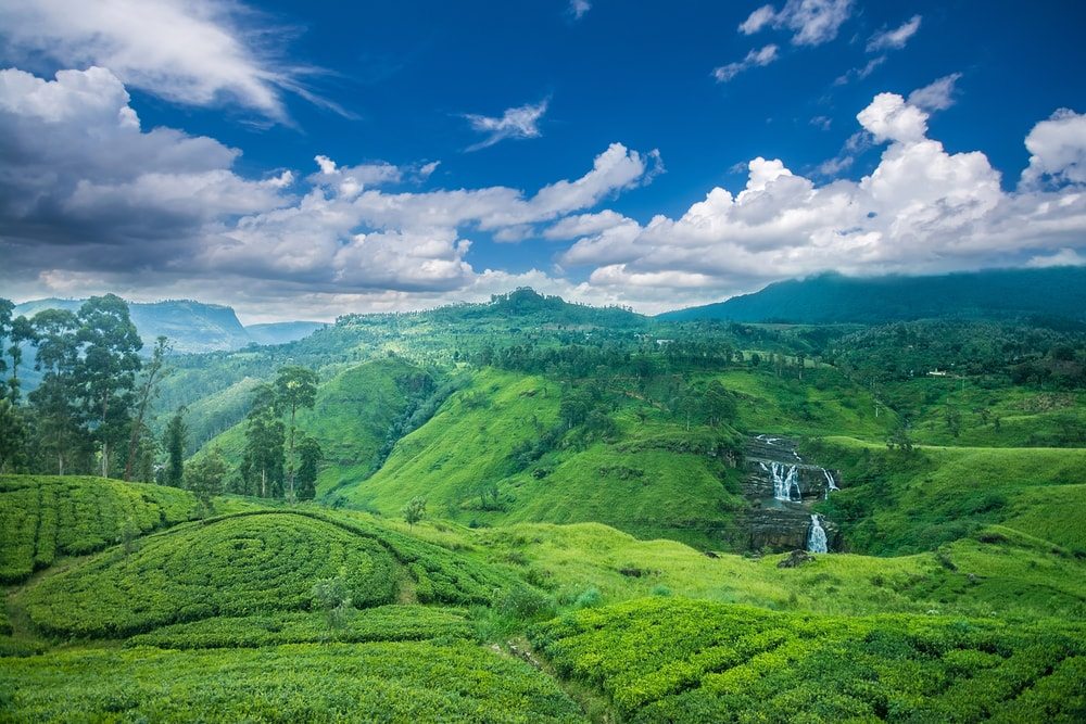 Čajové plantáže Srí Lanky
