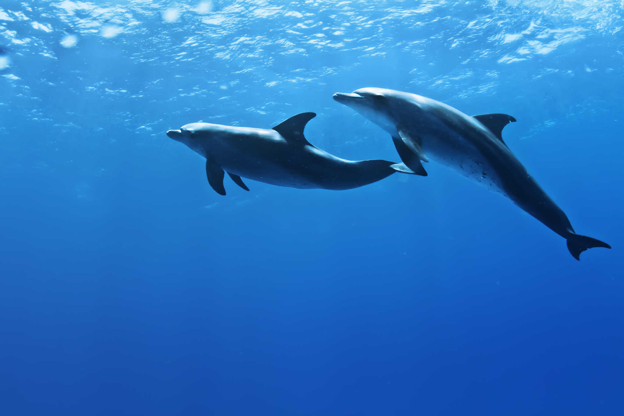 Delfíni na Zanzibaru