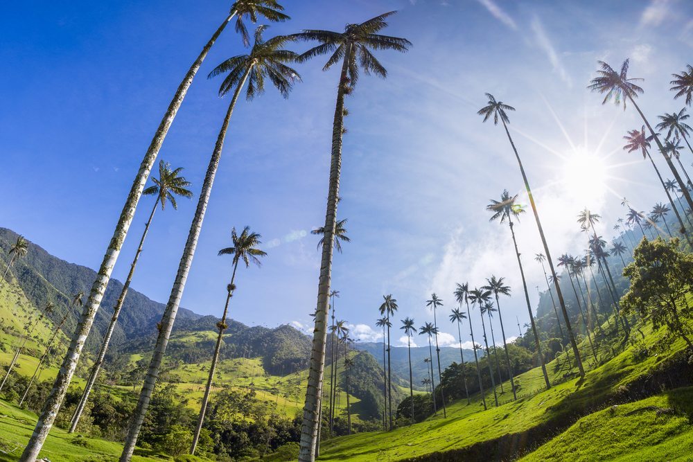 Palmové háje v Kolumbii.