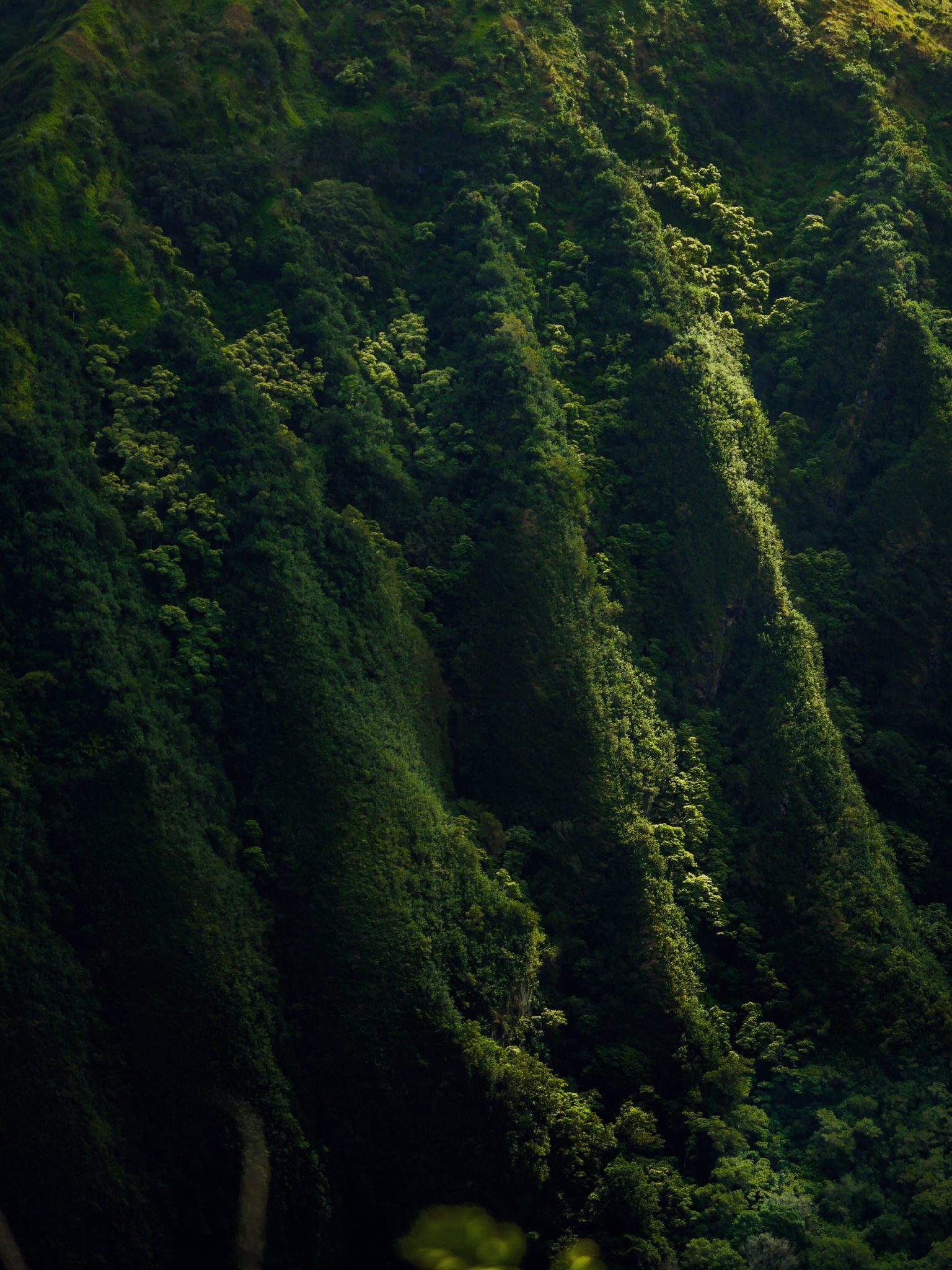 Havajský prales