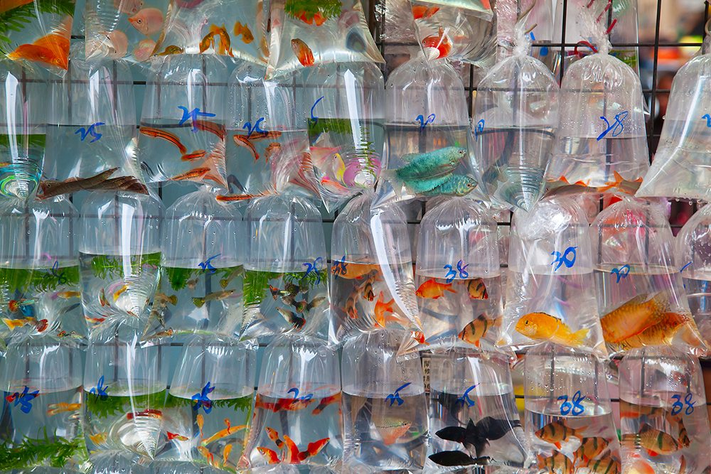 Ryby v igelitových sáčcích na trhu Goldfish Market v Hong Kongu.