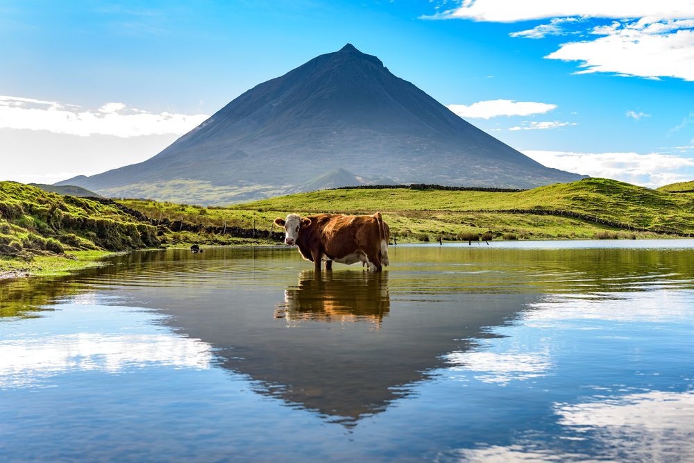 Spokojená kráva na Azorech