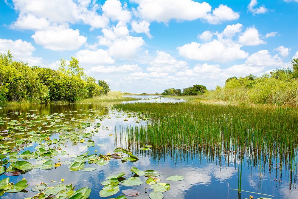 Národní Park Everglades.
