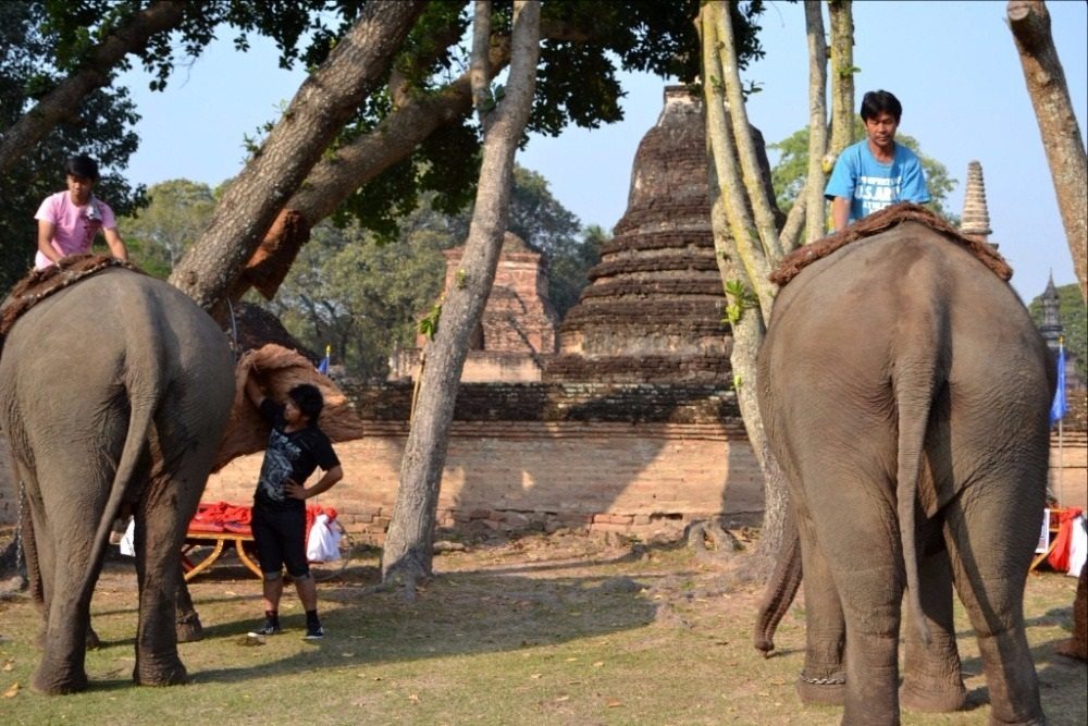 Přípravy slonů pro turisty.