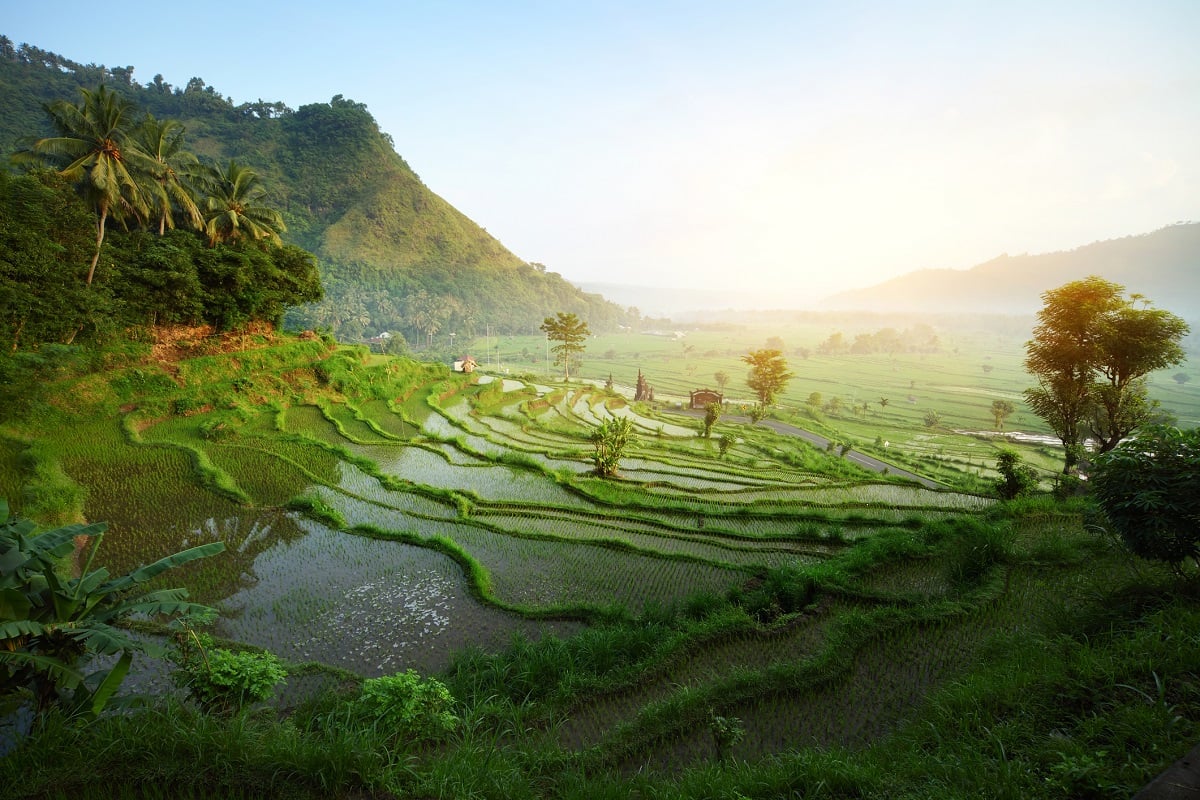 Rýžová pole Bali