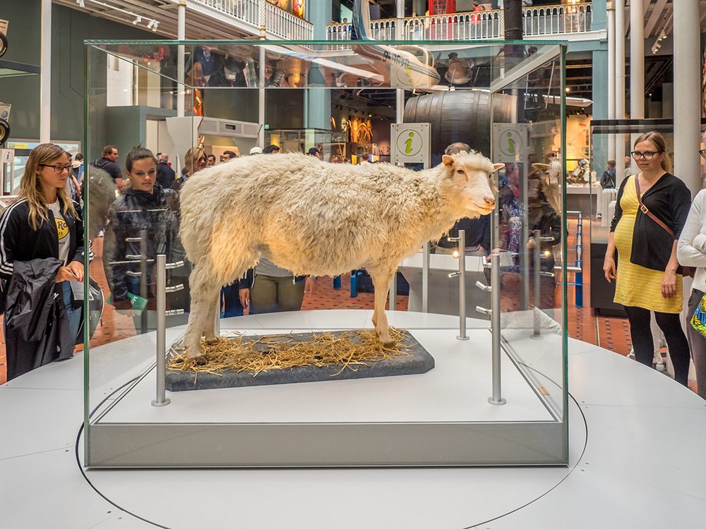 Naklonovaná ovce Dolly ve Skotském národním muzeu.