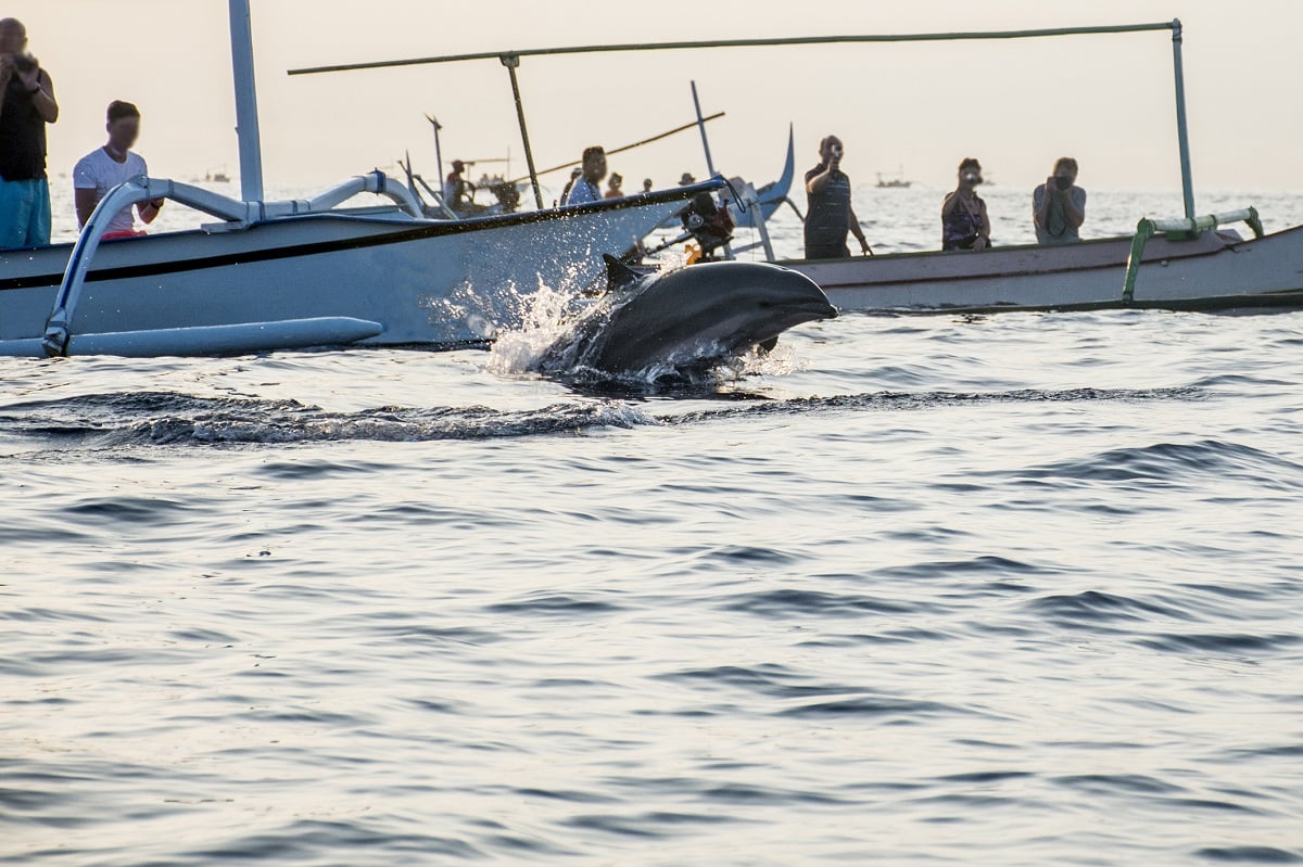 Pozorování delfínů na Bali