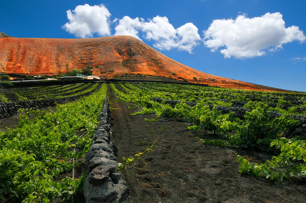 Vinice na ostrově Lanzarote.