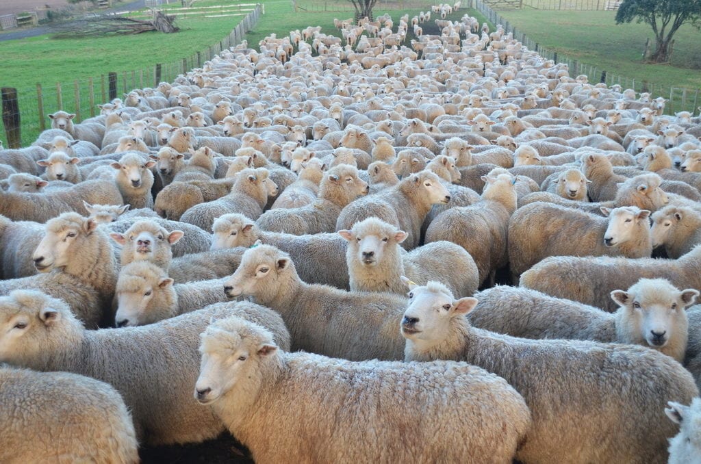 Vítej na Novém Zélandu, kde žije 4x více ovcí než lidí