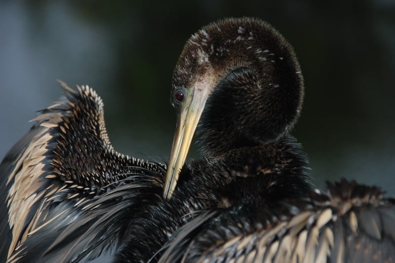 Národní park Everglades ukrývá mnoho druhů ptactva