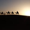 Velbloudí karavana v poušti.