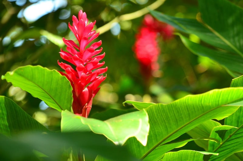Krásná příroda v Kostarice