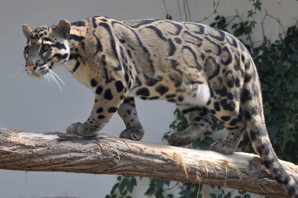 Leopard obláčkový v zoo