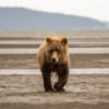 Procházející se medvěd v Rusku