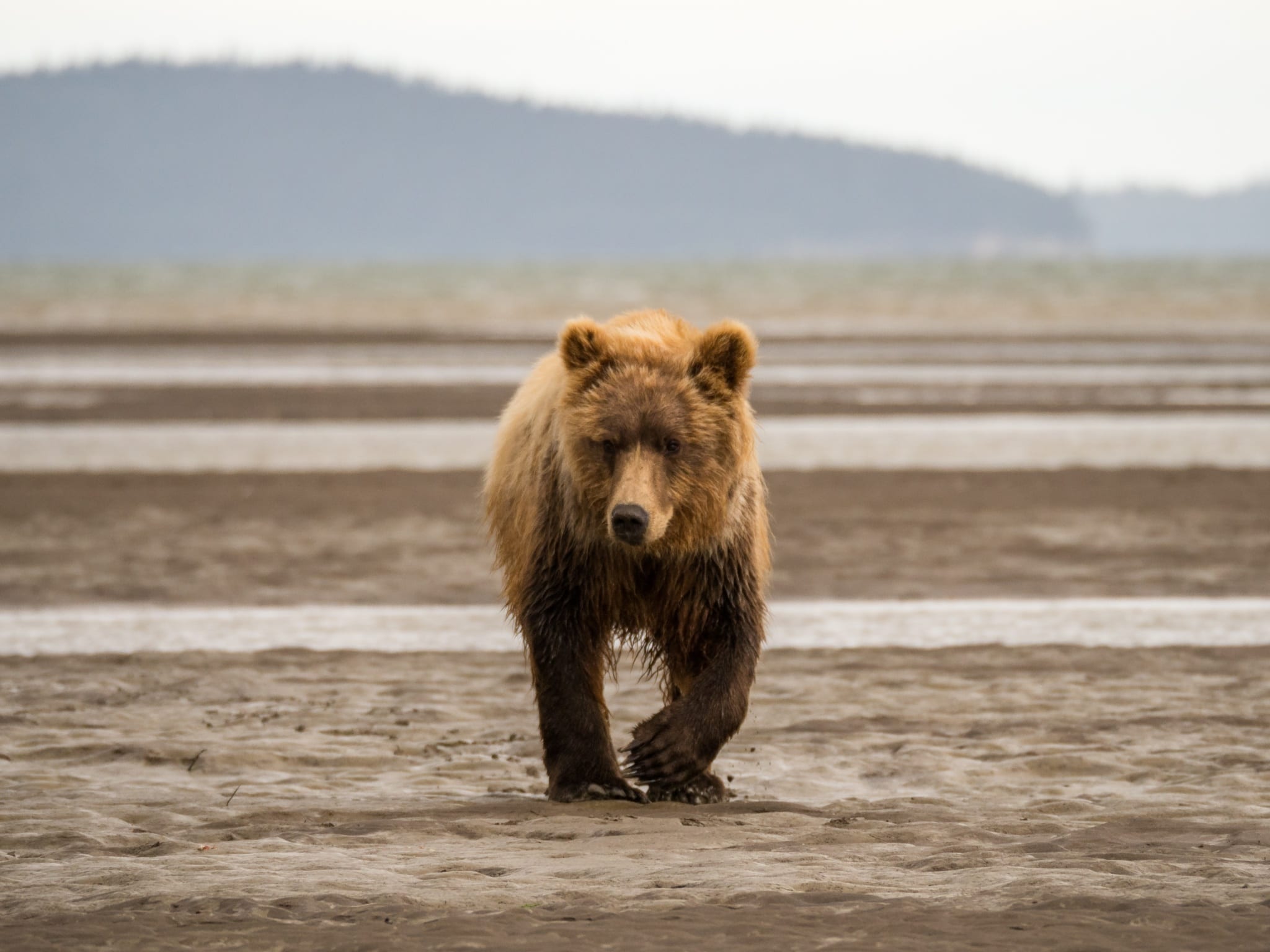 Procházející se medvěd v Rusku