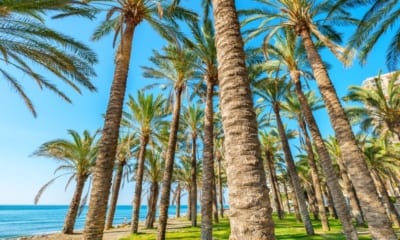 Palmy ve Španělsku