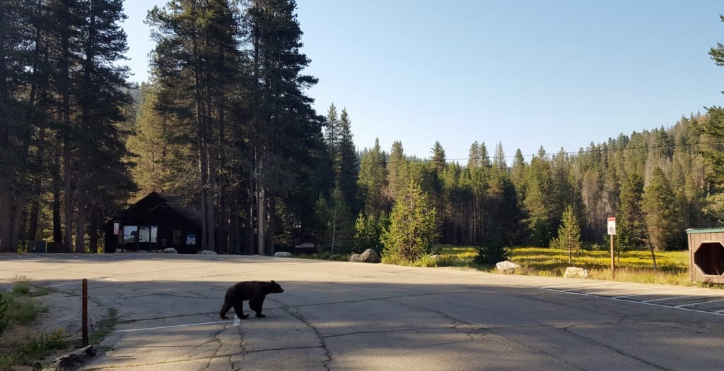 Medvěd v High Sierra v Kalifornii