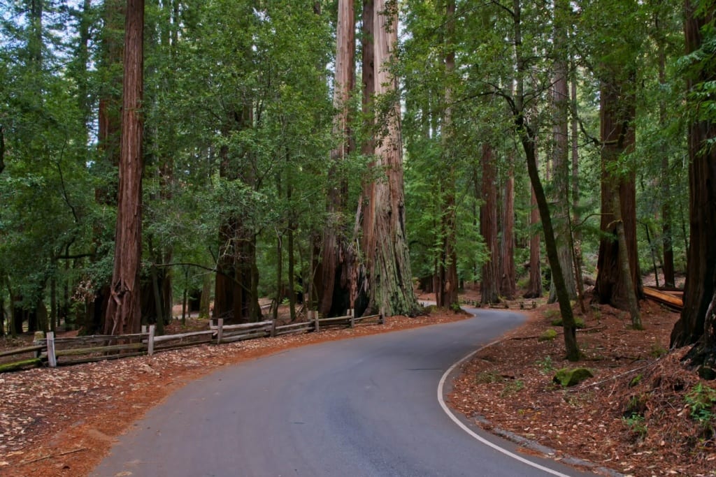 Národní park Redwood v Kalifornii