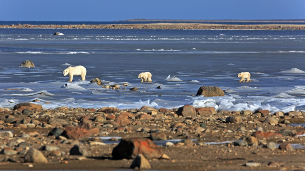 Polární medvěd v Hudson Bay v Kanadě