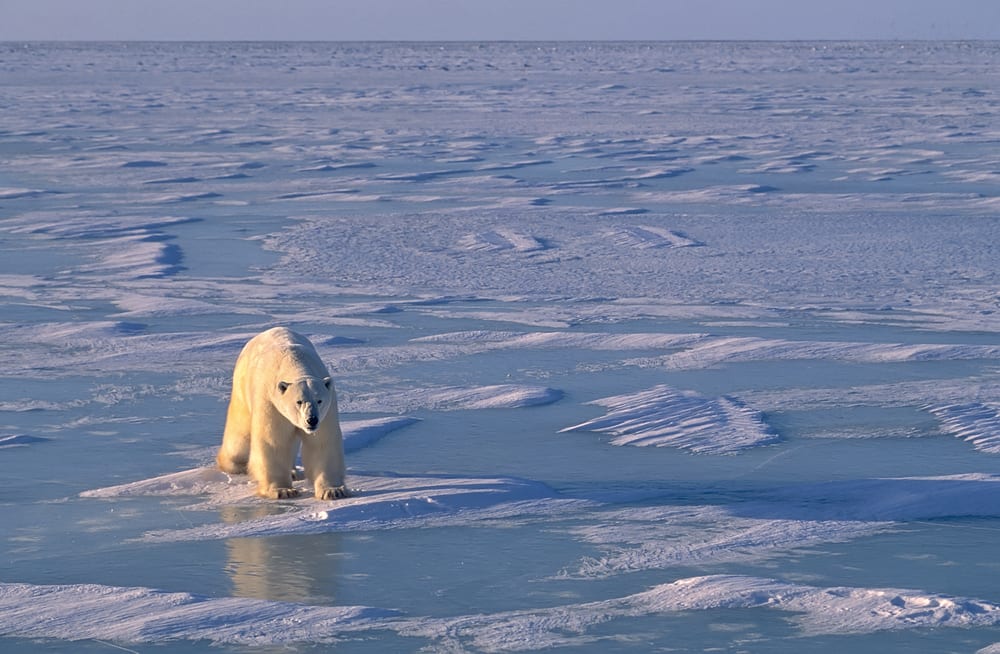 Polární medvěd v Hudson Bay v Kanadě