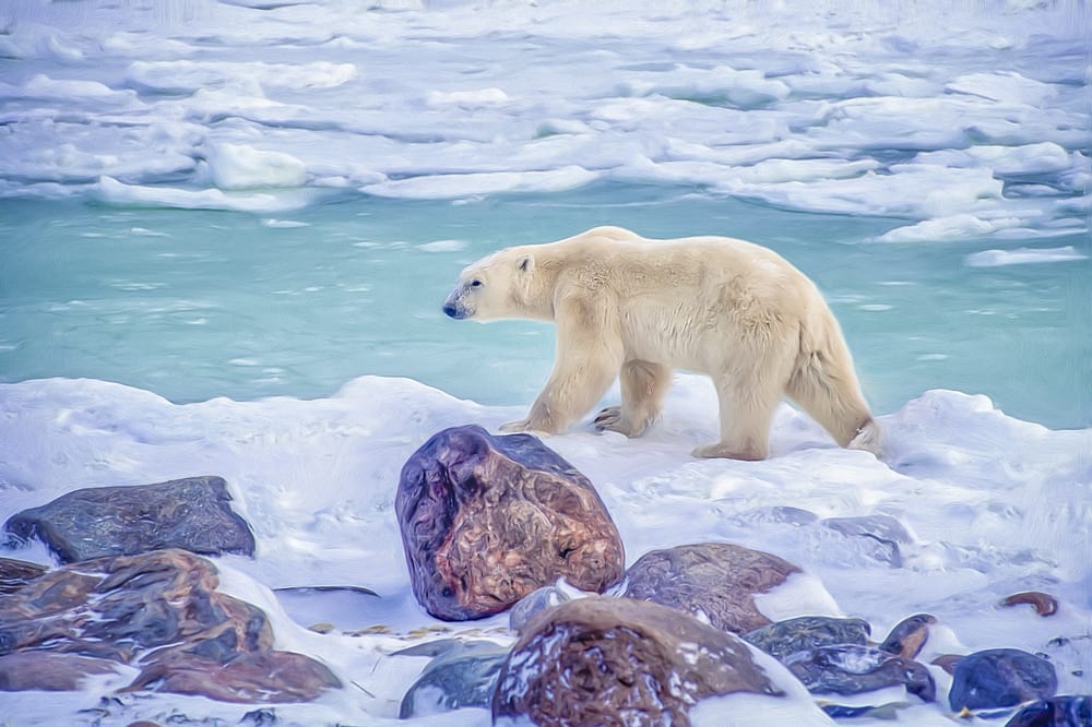 Polární medvěd v Hudsn Bay v Kanadě