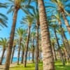 Palmy na pláži, formulář do Španělska