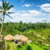 Bali, rýžová pole