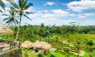 Bali, rýžová pole